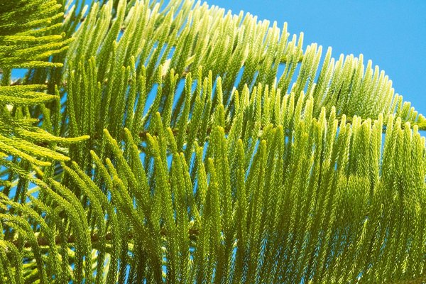 Quels sont les principaux courants de l'écologie politique ?